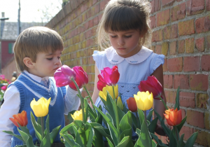 15th Annual Lewes Tulip Celebration