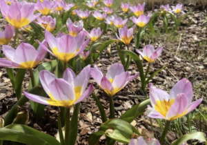 Spring Bulb Tour