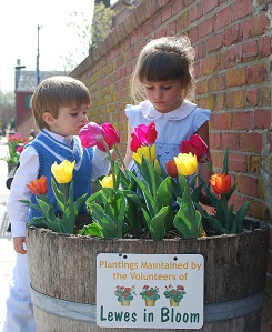 Lewes Tulip Celebration