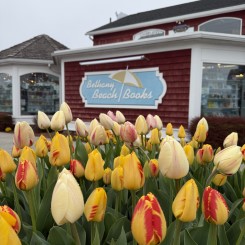 Bethany Beach Books