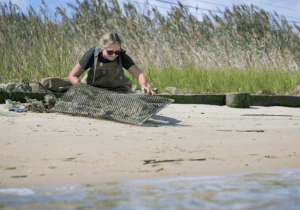 The Science of Oysters at University of DE Sharp Campus