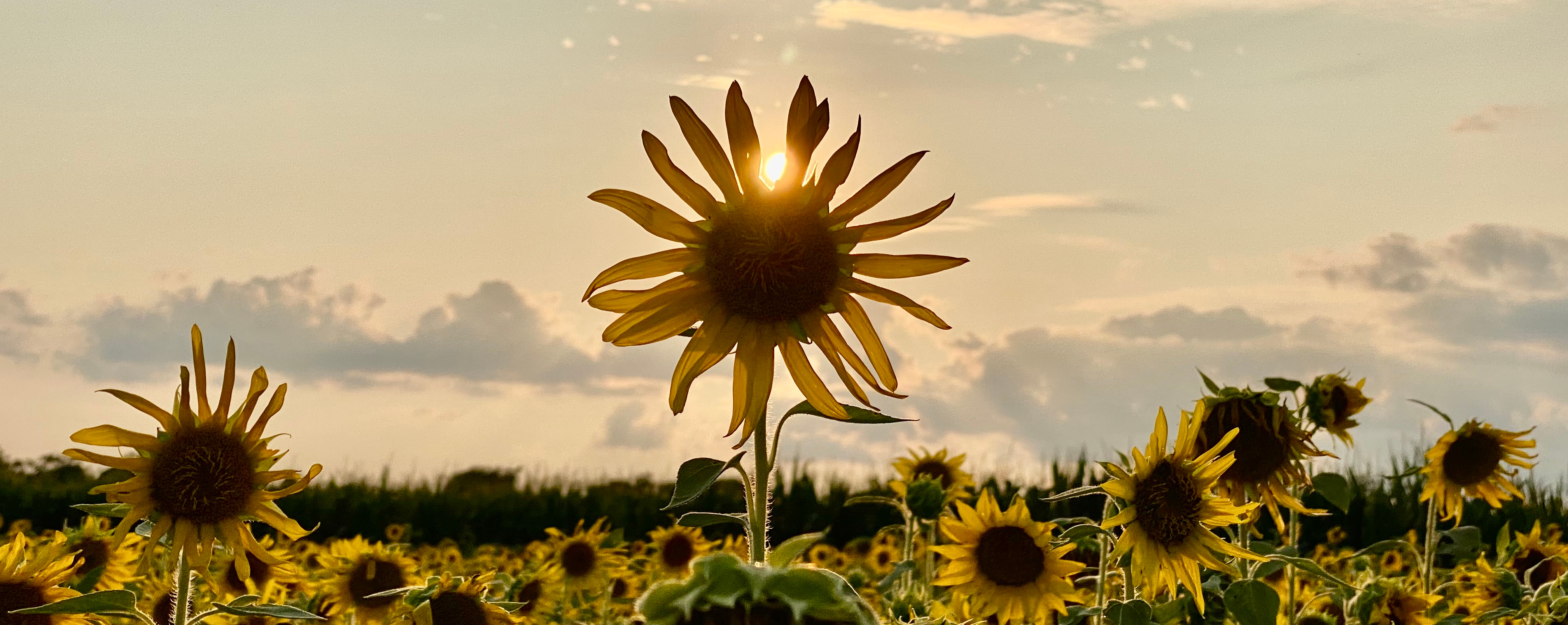 August Awesomeness in Southern Delaware