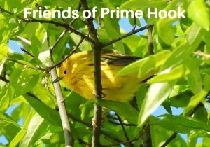 First Saturday Guided Bird Walk at Prime Hook
