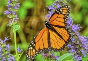 Marvelous Monarchs - Preserving a Miracle