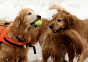Dewey’s Golden Jubilee