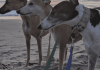 Greyhounds Reach the Beach
