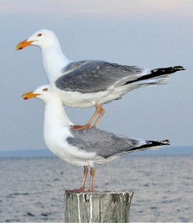 Gift Yourself Some Seaside Holiday Sparkle