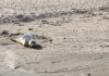 Seals at the Beach