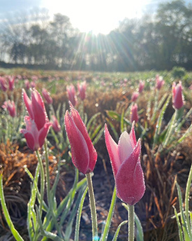 March into Spring in Southern Delaware!
