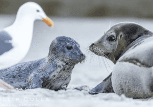 Seal & Bird Watching with Captain Madie • Lewes Ferry
