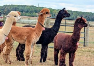 Fiber Demonstration Day at 4 Acres Living