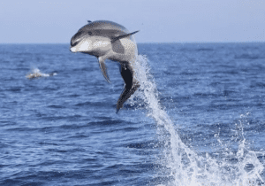 Dolphin Watching with MERR Institute, Lewes Ferry 90 Minutes, Narrated